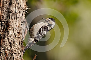 Lesser spotted woodpecker, Dendrocopos minor