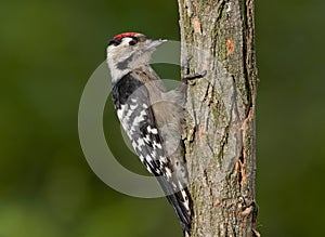 Lesser spotted woodpecker (Dryobates minor)