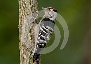 Lesser spotted woodpecker (Dryobates minor)