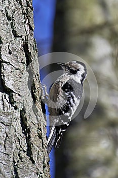 Lesser spotted woodpecker Dryobates minor