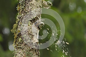 Lesser spotted woodpecker (Dryobates minor) male excavating a hole in the tree.