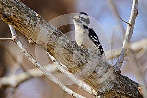 Lesser spotted woodpecker (Dryobates minor), a member of the woodpecker family Picidae