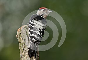 Lesser spotted woodpecker (Dryobates minor)