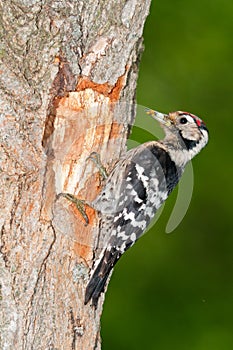 Lesser spotted woodpecker with food