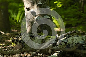 Lesser Spotted Woodpecker on Old Log in  lush Woodlands