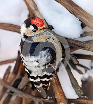 Lesser Spotted Woodpecker perched on snowy branches of wine