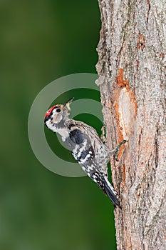 Lesser spotted woodpecker with worm outside its nest