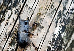 Lesser stag beetle