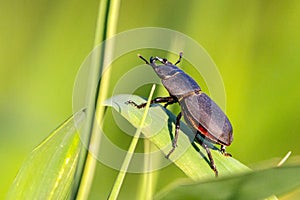 Lesser Stag Beetle Dorcus parallelipipedus