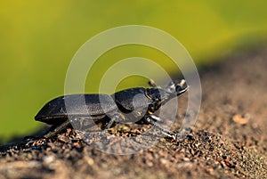 Lesser Stag Beetle - Dorcus parallelipipedus