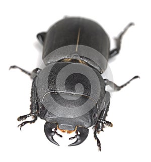 Lesser stag beetle, Dorcus parallelipipedus