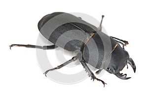 Lesser stag beetle, Dorcus parallelipipedus