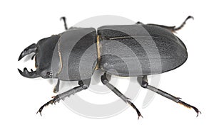 Lesser stag beetle, Dorcus parallelipipedus