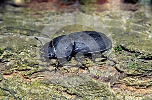 Lesser stag beetle Dorcus parallelipipedus