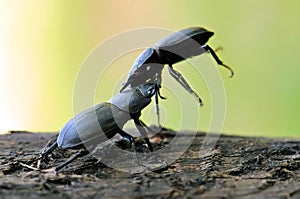 Lesser stag beetle (Dorcus parallelipipedus)