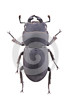 The lesser stag beetle Dorcus parallelipipedus isolated on white