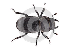 Lesser stag beetle, Dorcus parallelipipedus isolated on white background, top view of a black beetle photo