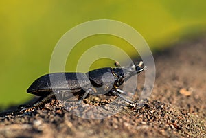 Lesser Stag Beetle - Dorcus parallelipipedus photo