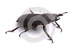 Lesser stag beetle (Dorcus parallelipipedus) on white