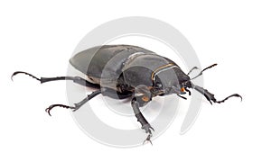 Lesser Stag Beetle, Dorcus parallelipipedus on white background