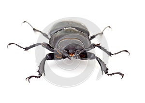 Lesser Stag Beetle, Dorcus parallelipipedus on white background