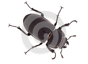 Lesser Stag Beetle, Dorcus parallelipipedus on white background