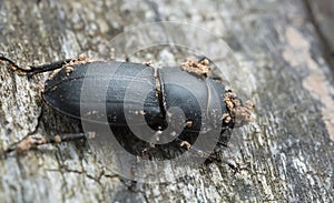 Lesser stag beetle, Dorcus parallelipipedus on wood