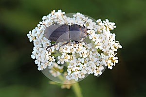 Lesser stag beetle (Dorcus parallelipipedus) on yarrows flowers