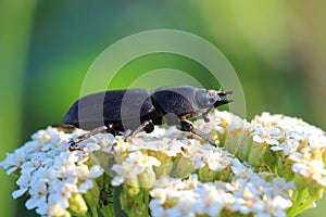 Lesser stag beetle (Dorcus parallelipipedus) on yarrows flowers