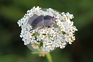 Lesser stag beetle (Dorcus parallelipipedus) on yarrows flowers photo