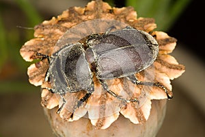 Lesser stag beetle / Dorcus parallelopipedus