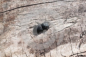 Lesser stag beetle on old wood