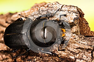 Lesser Stag Beetle is species of Stag Beetle, Dorcus parallelipipedus. photo