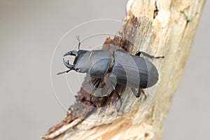 A Lesser Stag Beetle ( Dorcus parallelipipedus). photo