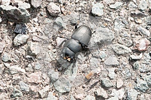 Lesser stag dorcus parallelipipedus beetle on ground