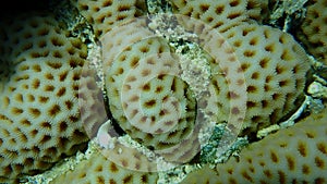 Lesser star coral (Goniastrea edwardsi) close-up undersea, Red Sea