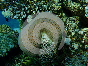 Lesser star coral Goniastrea edwardsi undersea, Red Sea