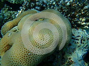 Lesser star coral Goniastrea edwardsi undersea, Red Sea