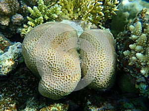 Lesser star coral Goniastrea edwardsi undersea, Red Sea