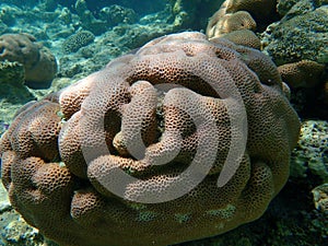 Lesser star coral (Goniastrea edwardsi) undersea, Red Sea