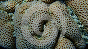 Lesser star coral (Goniastrea edwardsi) undersea, Red Sea