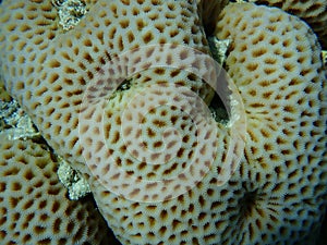 Lesser star coral (Goniastrea edwardsi) undersea, Red Sea