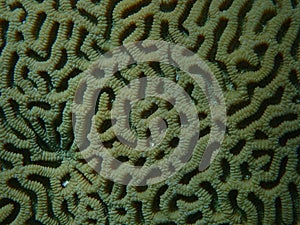 Lesser star coral (Goniastrea thecata) close-up undersea, Red Sea