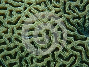 Lesser star coral (Goniastrea thecata) close-up undersea, Red Sea