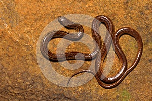 Lesser Striped Naked Snake, Liopeltis calamaria, Kaas, Satara District, Maharashtra