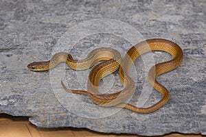 Lesser striped necked snake, Liopeltis calamaria, Rare