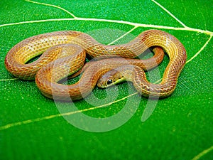 Lesser Striped Necked Snake, Liopeltis calamaria, Satara, Maharashtra