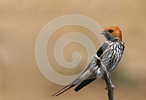 Lesser Striped Swallow