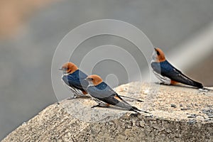 Lesser striped swallow (Cecropis abyssinica)