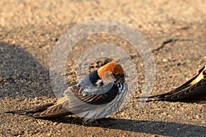 Lesser striped swallow (Cecropis abyssinica)